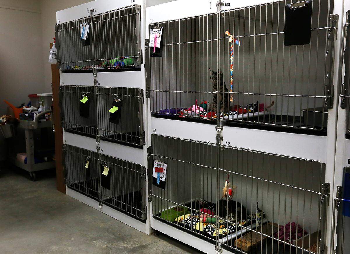 The cat adoption room at the Tri-Cities Animal Shelter and Control Services facility in Pasco.