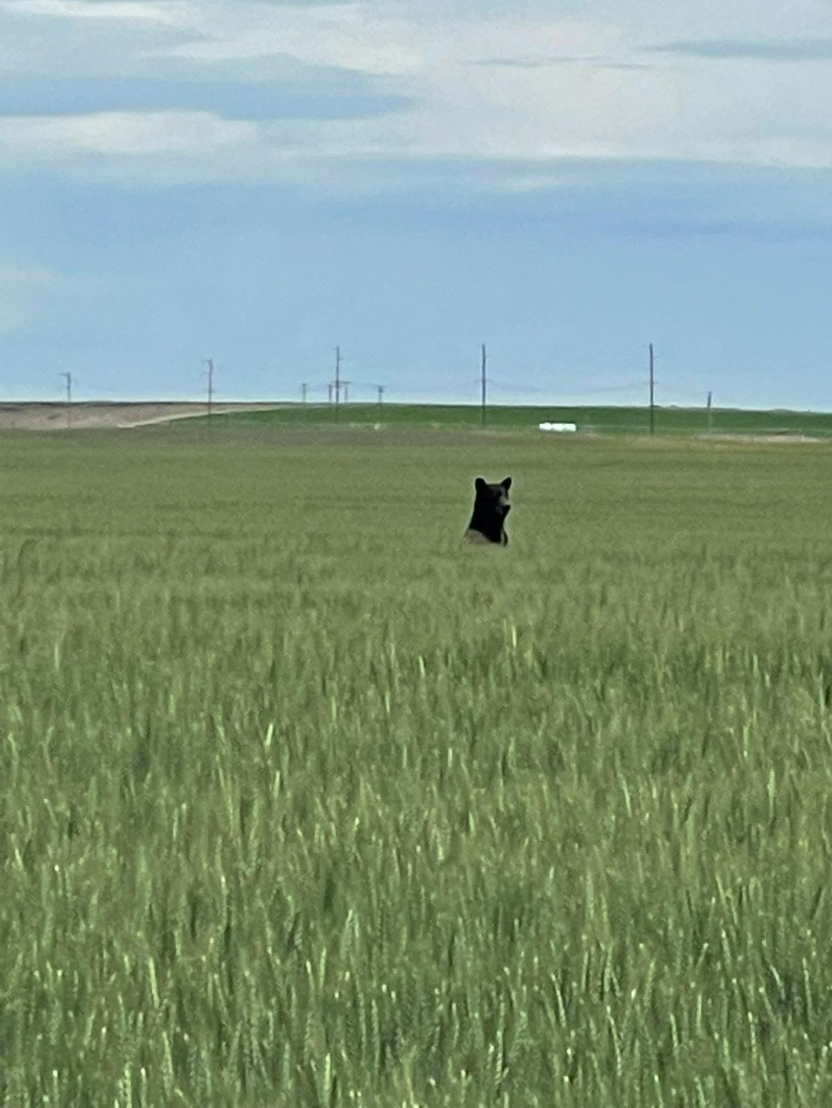 Farmworkers near Paterson, Wash., spotted this black bear in the wheat fields in southern Benton County.
