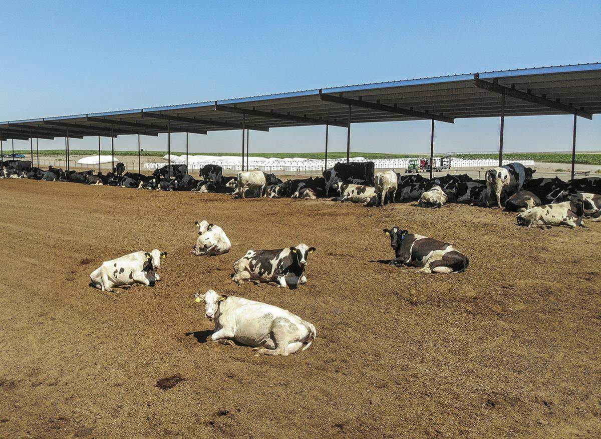 Cows from Coulee Flats dairy. The dairy sends milk from 7,000 cows to the 500-member Darigold cooperative for processing into consumer products such as milk, cheese and yogurt.