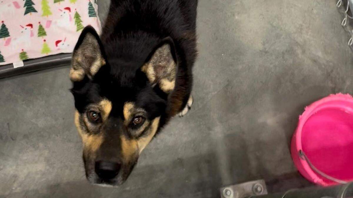 West Richland Police helped raise funds for surgery for Cody after he was found with a shattered leg.