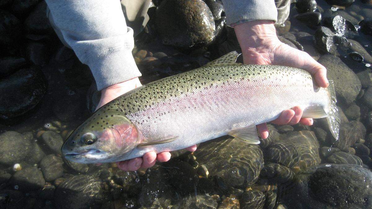 Saving salmon and steelhead from extinction will require bold strategies, and Rep. Mike Simpson could provide leadership.
