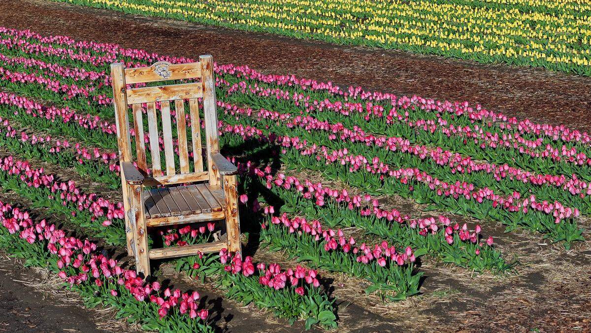 The Pasco farm is decorated with the “perfect spring photo” in mind, with places to sit, photo frames and vintage trucks throughout the tulip fields, organizers say.