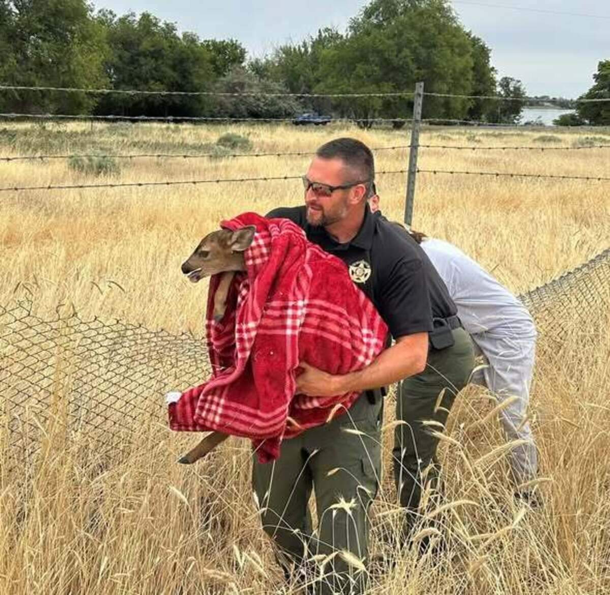 Benton County Sheriff Mike Clark prepares to reunite a frightened fawn with its mother at Kennewick’s Columbia Park Monday morning.