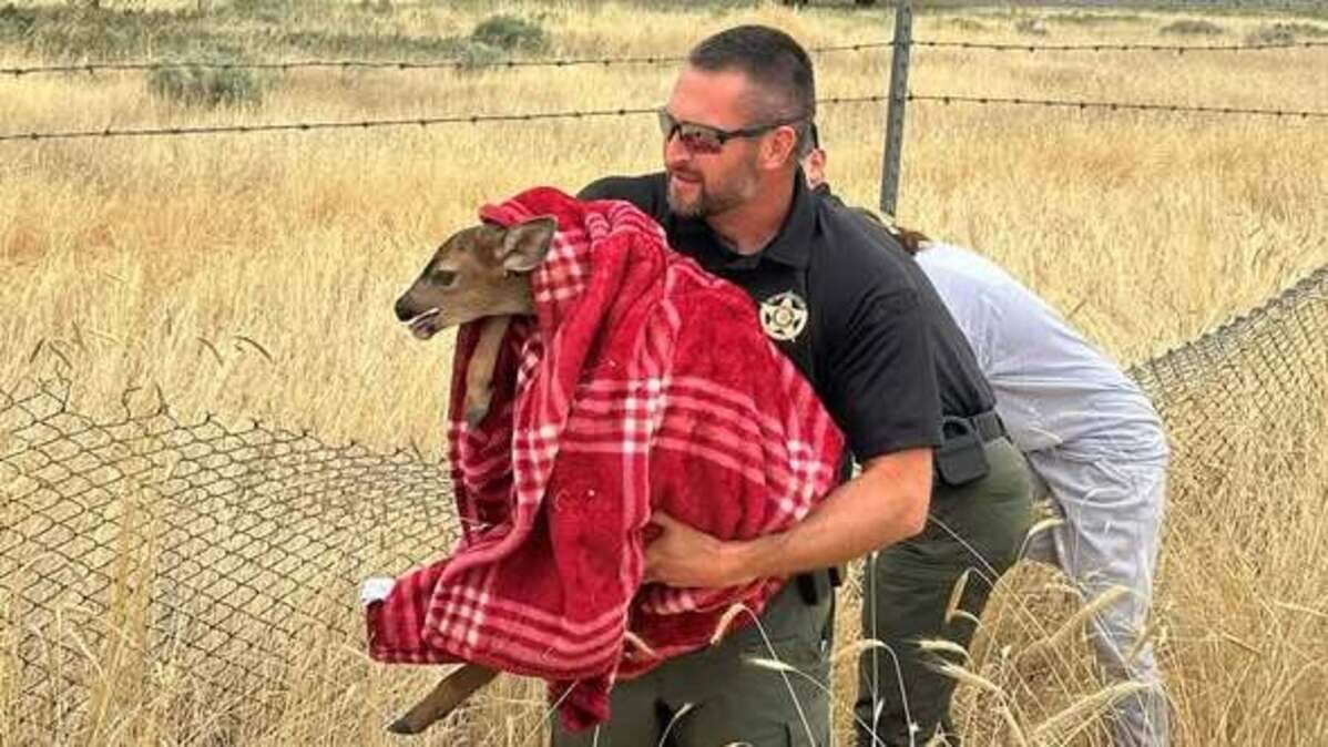 Benton County Sheriff Mike Clark prepares to reunite a frightened fawn with its mother at Kennewick’s Columbia Park Monday morning.