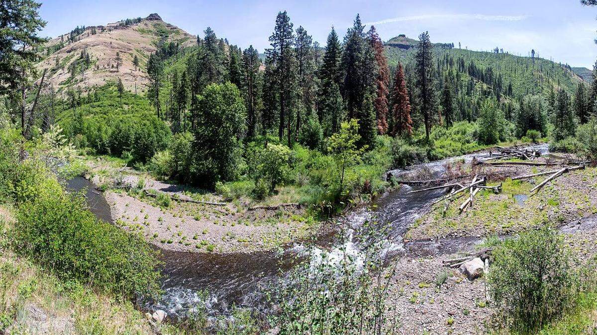 The Tucannon River tumbles out of the Blue Mountains and joins the Snake River near Starbuck. It is home to native runs of both spring chinook and steelhead.