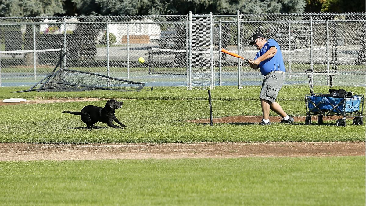 Charles Holman of Kennewick hits a bunch of “double play” balls Friday morning while exercising his 10-month-old charcoal lab named Lucky at Claybell Park in Richland. Holman got in some batting practice for softball, and his pup practiced her retrieves and obedience.