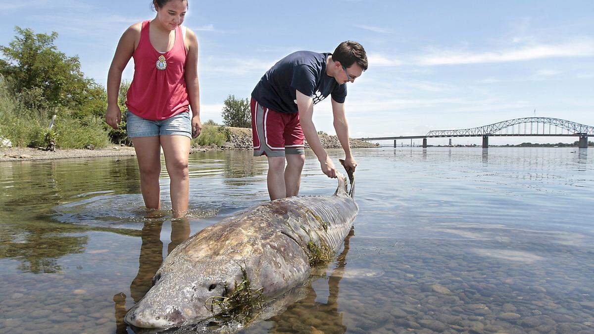 Warm river water in the summer of 2015 is blamed for killing fish. This 7-foot-long dead sturgeon at the east end of Pasco’s Wade Park near Road 39 attracted attention in June 2015.