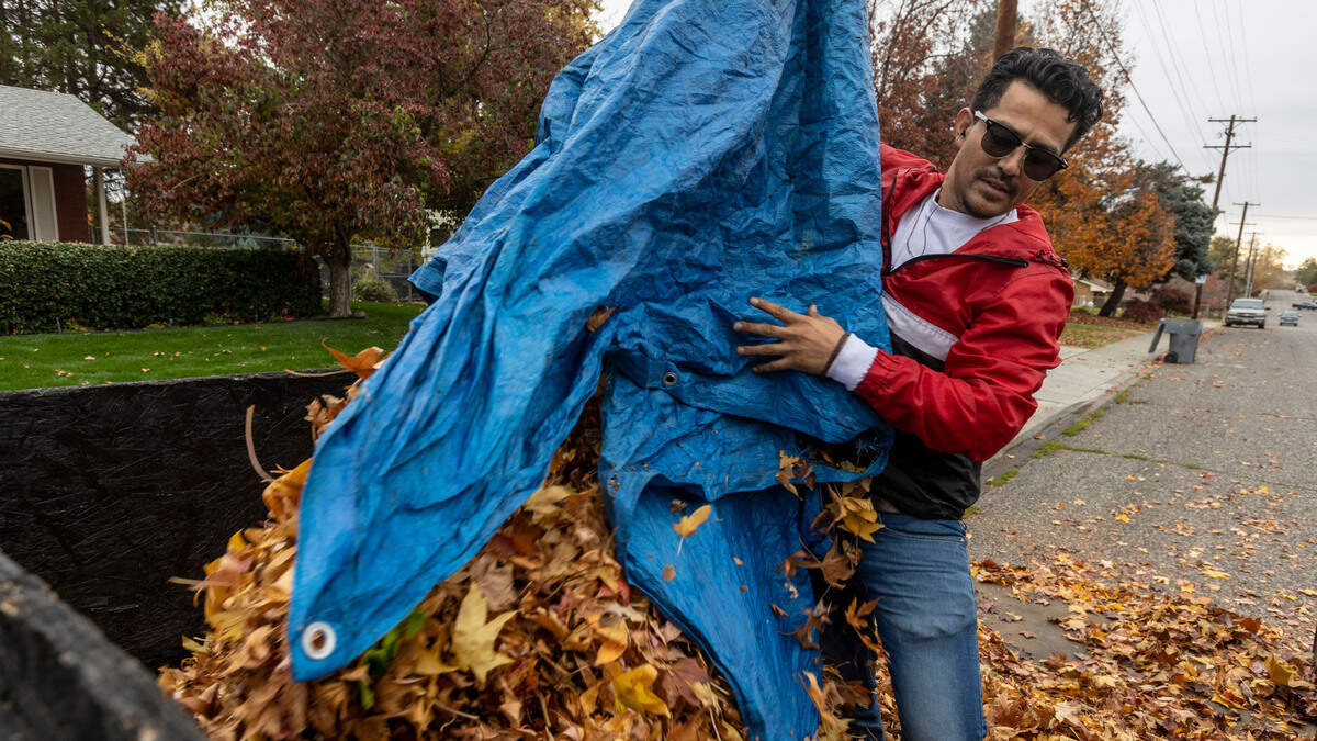 Saturday, Nov. 18, is the last day to drop off yard waste at the city of Olympia’s site. It will close for the season until March.