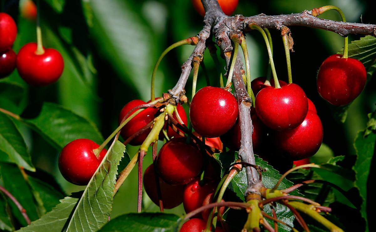 Cherry growers are concerned about an upcoming Kennewick Irrigation District water outage.