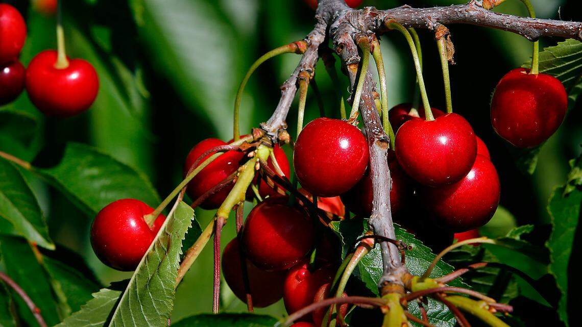 ‘Way too much fruit.’ Small WA farms likely to lose money on cherries after huge CA harvest