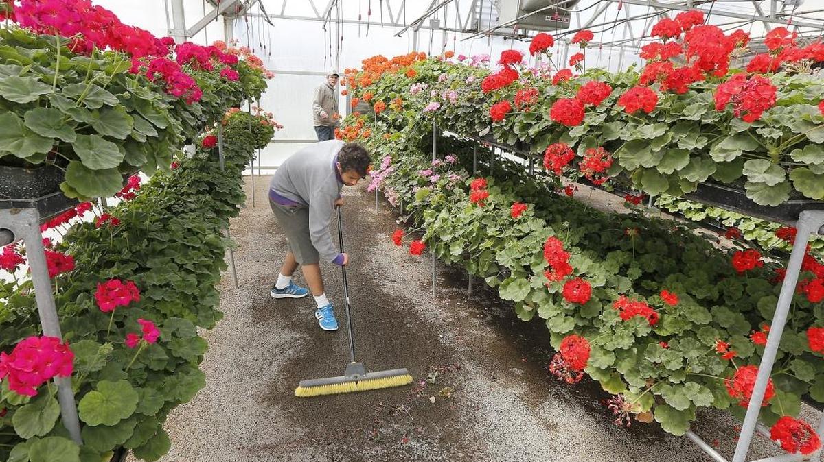 NaserAllah AbuKhalil, a junior at River View High School in Finley, pitches in Thursday preparing for the 26th annual Finley FFA Plant Sale. The two-day public sale begins April 14 and offers bedding plants, vegetables, hanging baskets, color bowls and more. This is the last sale in the school's original greenhouse. Voters approved school bond to renovate the Career & Technical Education buildings. Watch a video at tricityherald.com/video.