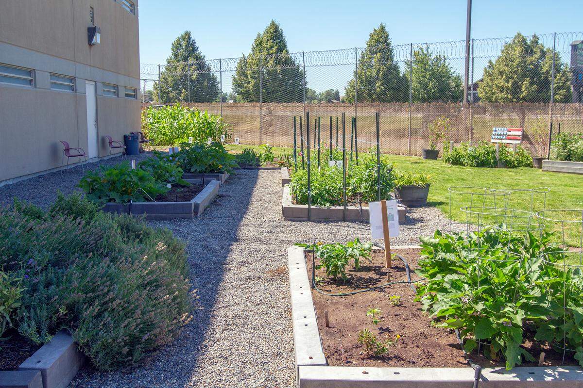 The Benton-Franklin Juvenile Justice Center garden gives inmate youths a chance to give back to their community through gardening. This year the detention center donated over 1,500 plants to food banks.