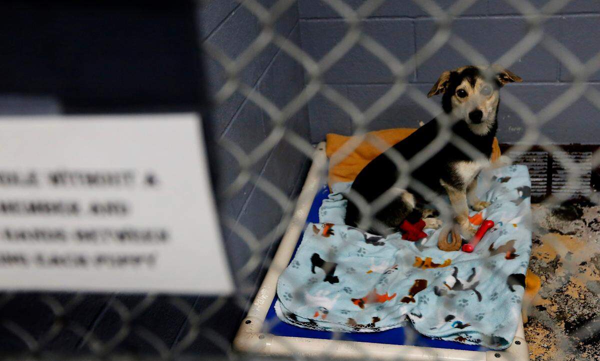 A dog waiting to be adopted sits in a kennel recently at the Tri-Cities Animal Shelter and Control Services in Pasco.