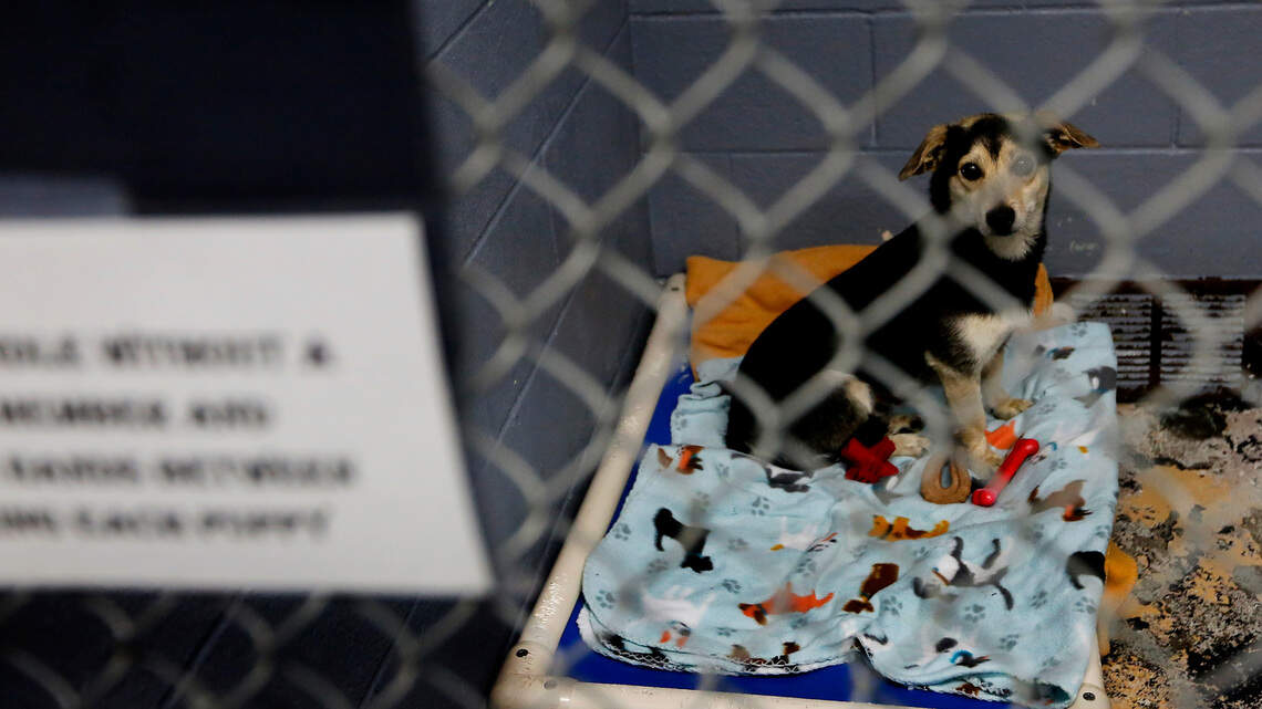 ‘Hardest year yet.’ Sole Tri-Cities police animal control officer at 180+ calls in 2023