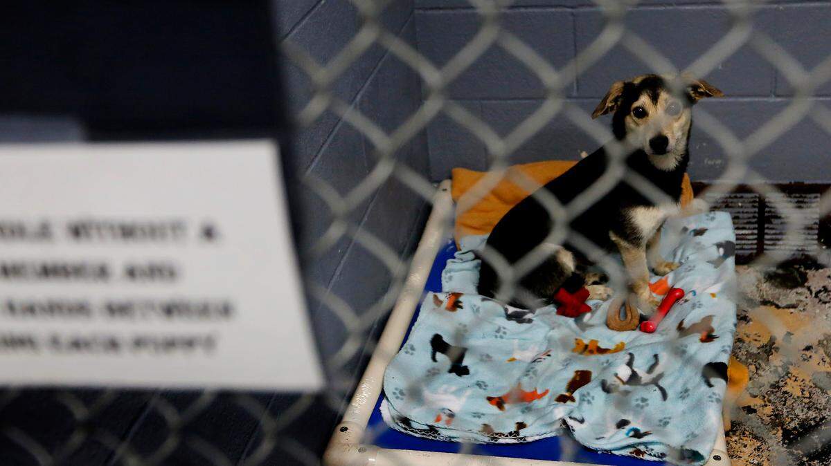 A dog waiting to be adopted sits in a kennel recently at the Tri-Cities Animal Shelter and Control Services in Pasco.