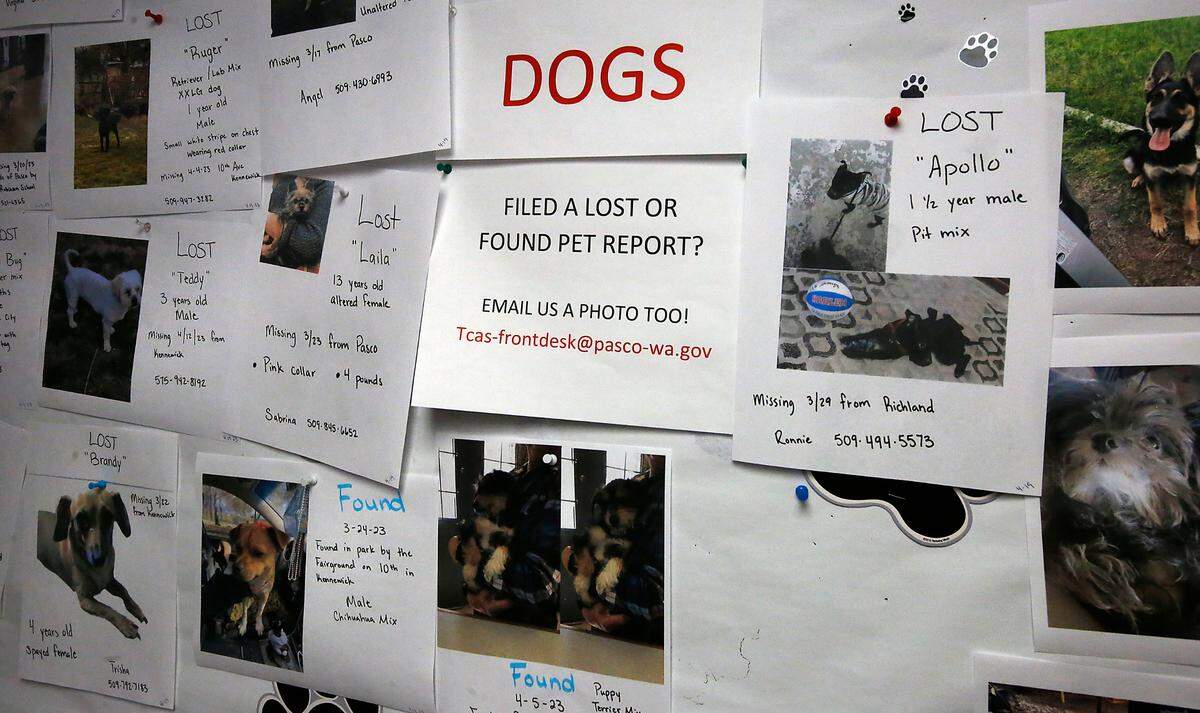 A bulletin board inside the Tri-Cities Animal Shelter and Control Services is covered with fliers for lost and found dogs.