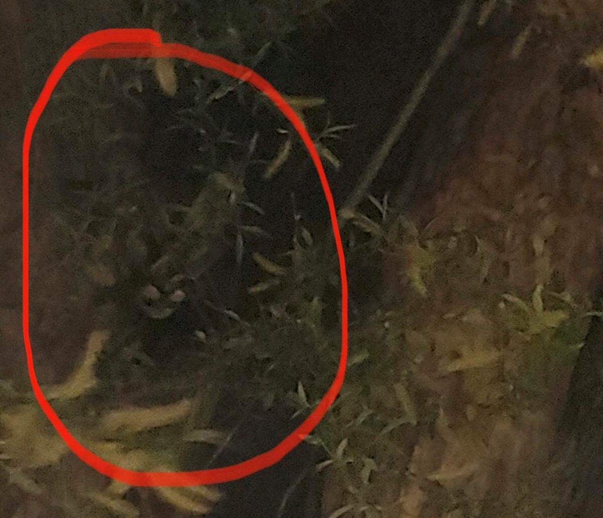 Kennewick police responded to a call about a cougar Tuesday in east Kennewick. When they arrived, they saw the cat in some trees.