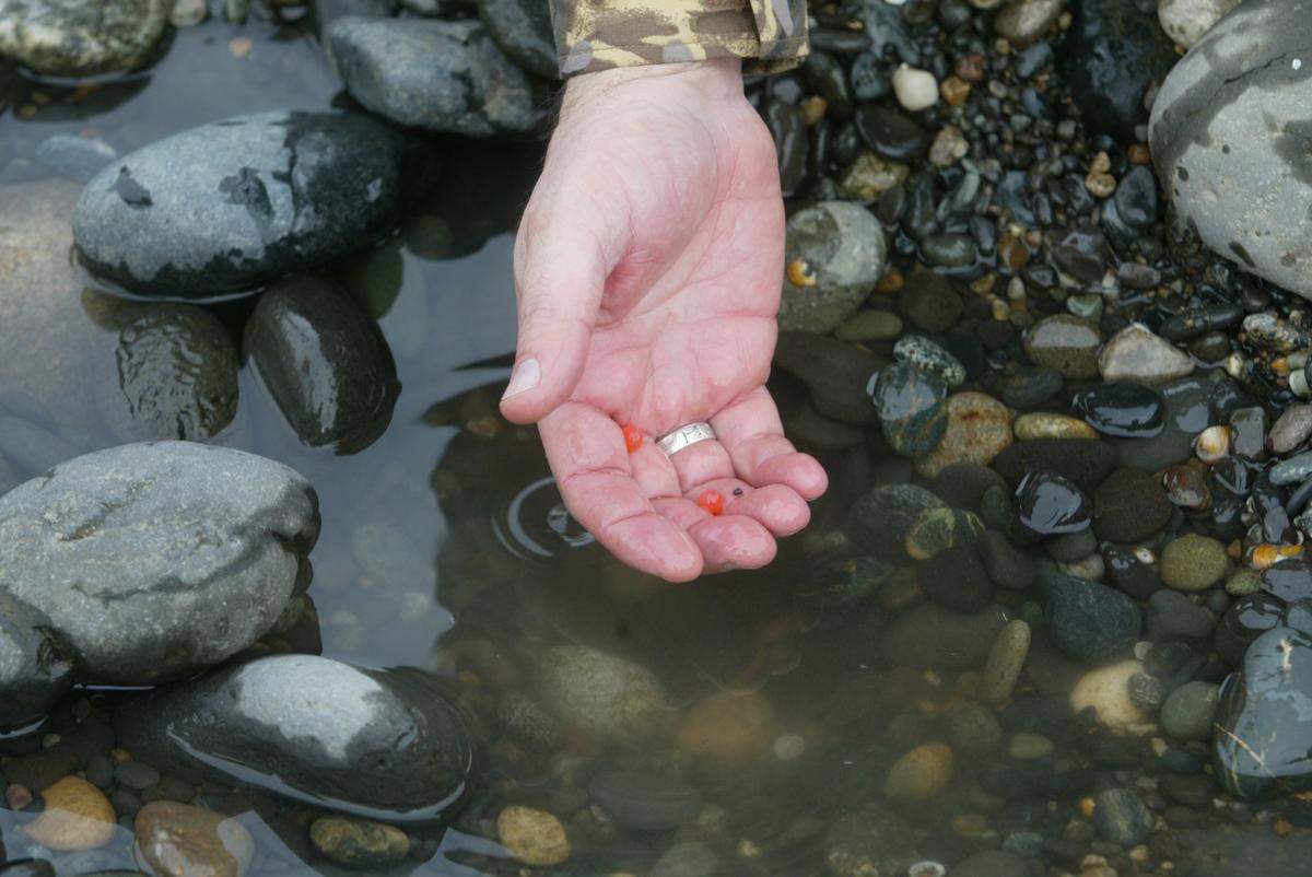 A fish biologist holds salmon eggs from a nest, known as a redd, on the Columbia River.