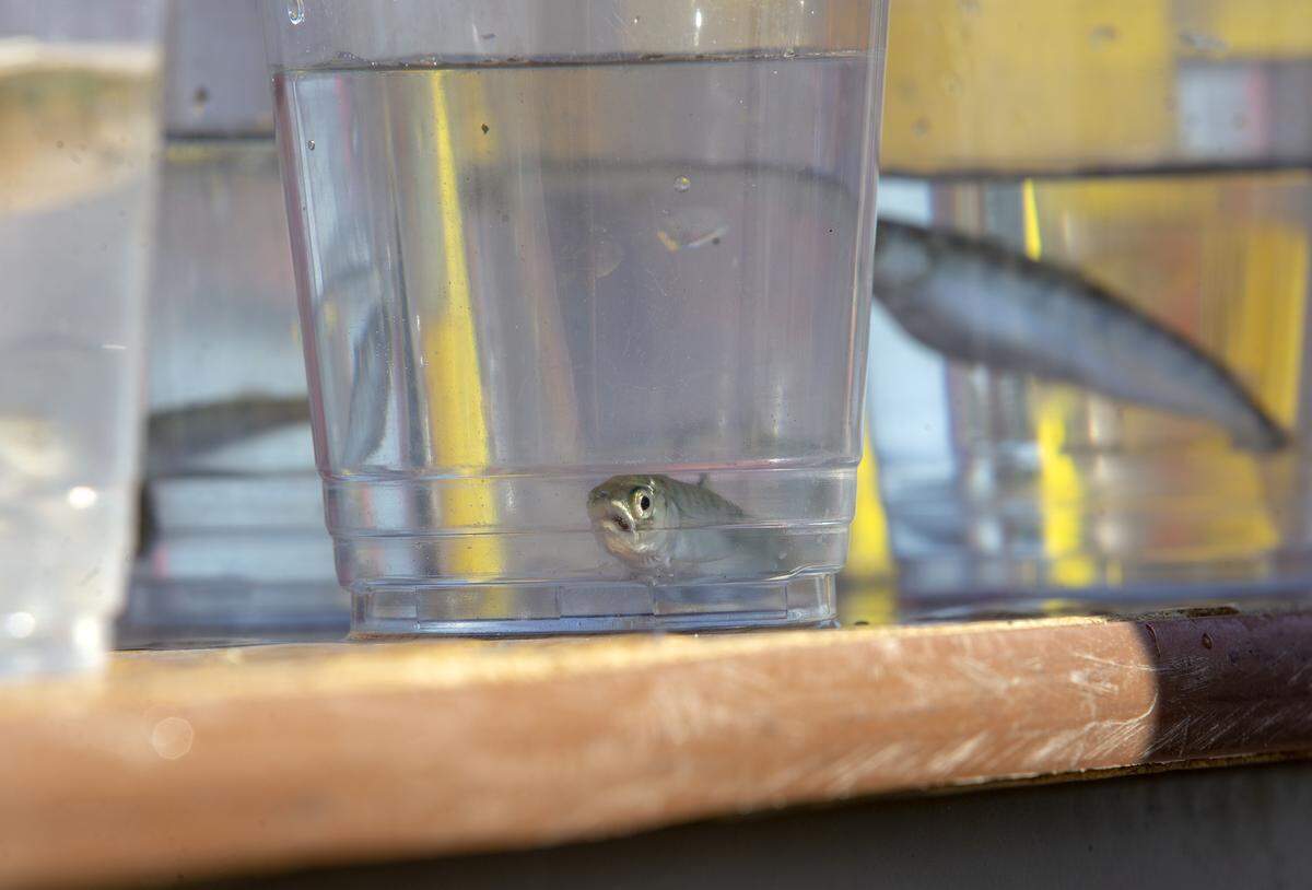 Hatchery eggs are delivered to classrooms in 37 Tri-City schools in January. Students take care of the fish and by late April they release the little salmon into the Columbia River.