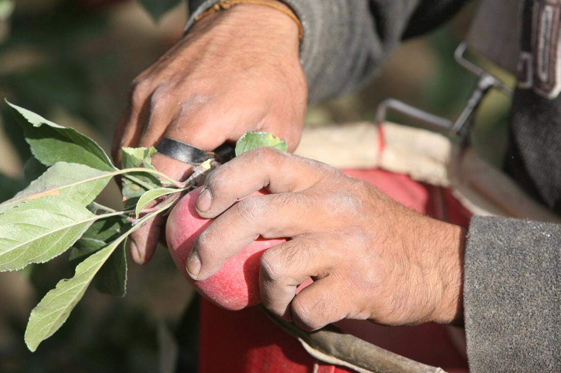 Apple harvest in Franklin County