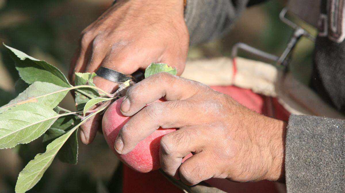 Aple harvest at at Sagemoor, north of Pasco.