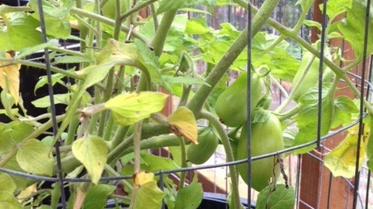 A glimpse of the greenhouse can be seen through the leaves of Sarah Luginbill’s tomato plant.
