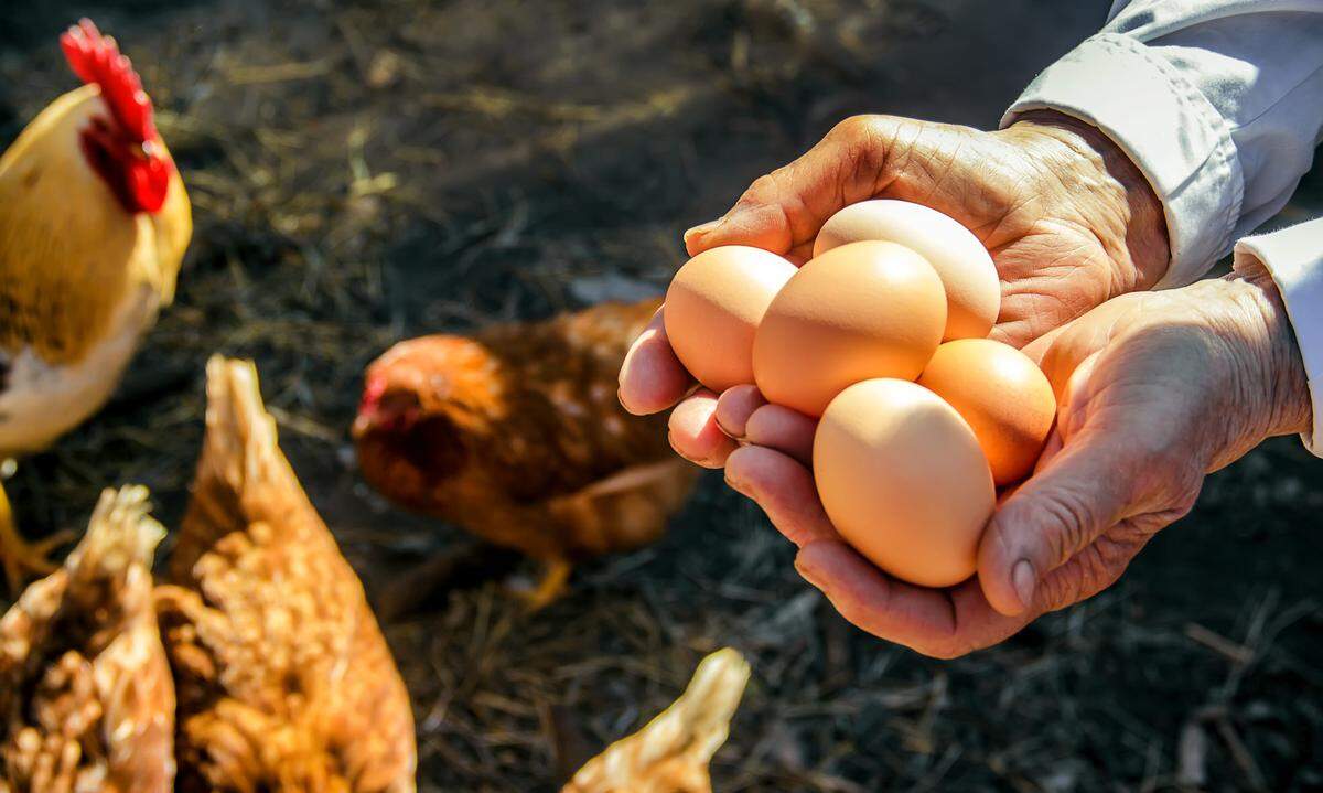 Eggs from backyard chickens.