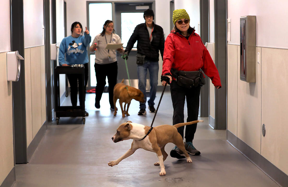 Volunteers guide two dogs to their new kennels in March 2025 inside the newly opened Tri-Cities Animal Shelter in Pasco.