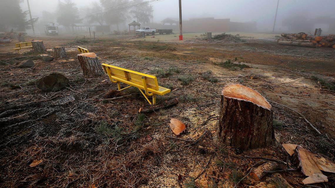 So long, shade: 19 trees cut down for $2M parking lot at Tri-Cities fairgrounds