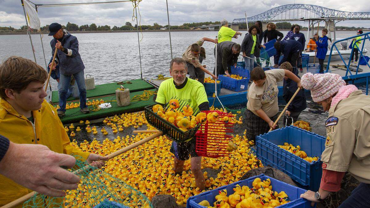 Volunteers work to clean up some 40,000 rubber ducks out of the Columbia River near Lampson Pitts in Kennewick on Saturday after finishing the 30th annual Mid-Columbia Duck Race. The event is a fundraiser put on by the local Rotary Club with help of Columbia Industries. The grand prize winner receives a 2018 Toyota RAV4 LE AWD.