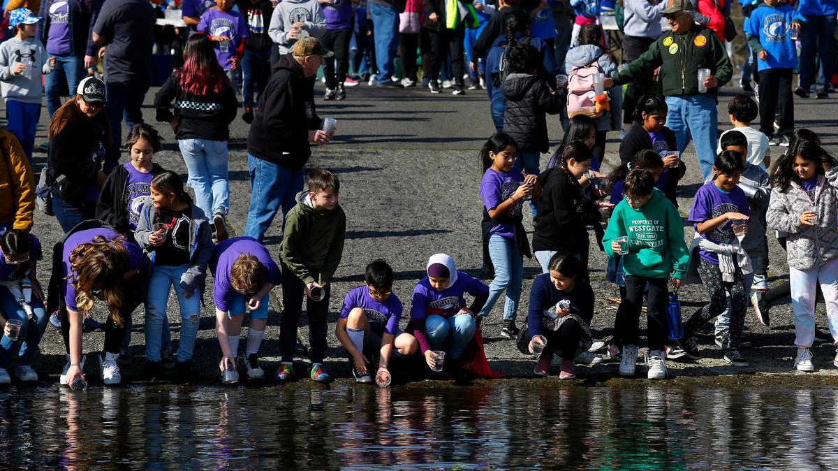 Dozens of fourth-grade students from across the Mid-Columbia region gather along the Columbia River to release juvenile Chinook salmon raised in their classrooms as part of the Benton County Conservation District’s Salmon in the Classroom. About 3,300 students from Kennewick, Richland, Finley, Kiona-Benton. and Prosser attend the 25th annual two-day program. The field trip also includes 60 learning stations by a variety of organizations and other fun activities.