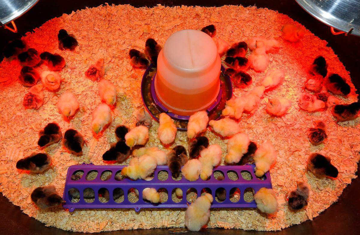 Chicks for sale at the Kennewick Ranch & Home store eat and drink while scampering under heat lamps in a plastic tub.