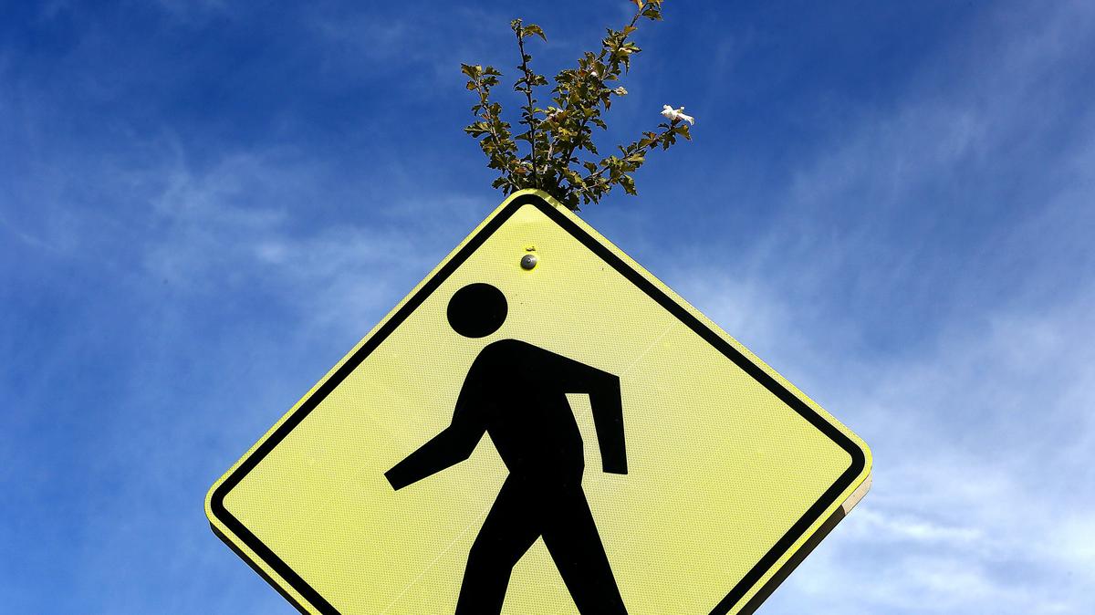 A very determined plant grew up through the nearly 8-foot-tall pipe of a crosswalk sign on West Okanogan Place in Kennewick. Rain showers are likely Tuesday in the Tri-Cities, with skies expected to clear the rest of the week, according to the National Weather Service. Highs should be near 59 on Tuesday and up to 67 by Friday.