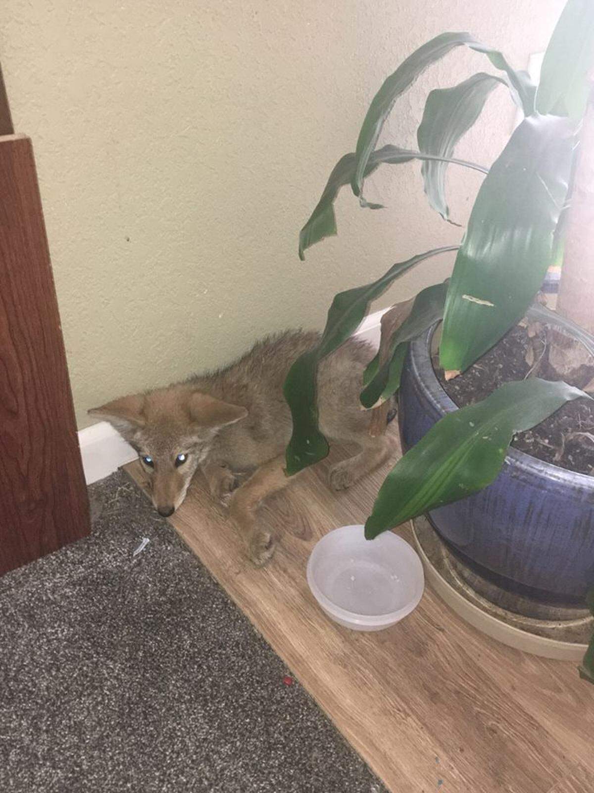 A Kennewick homeowner found this coyote in their kitchen Monday.