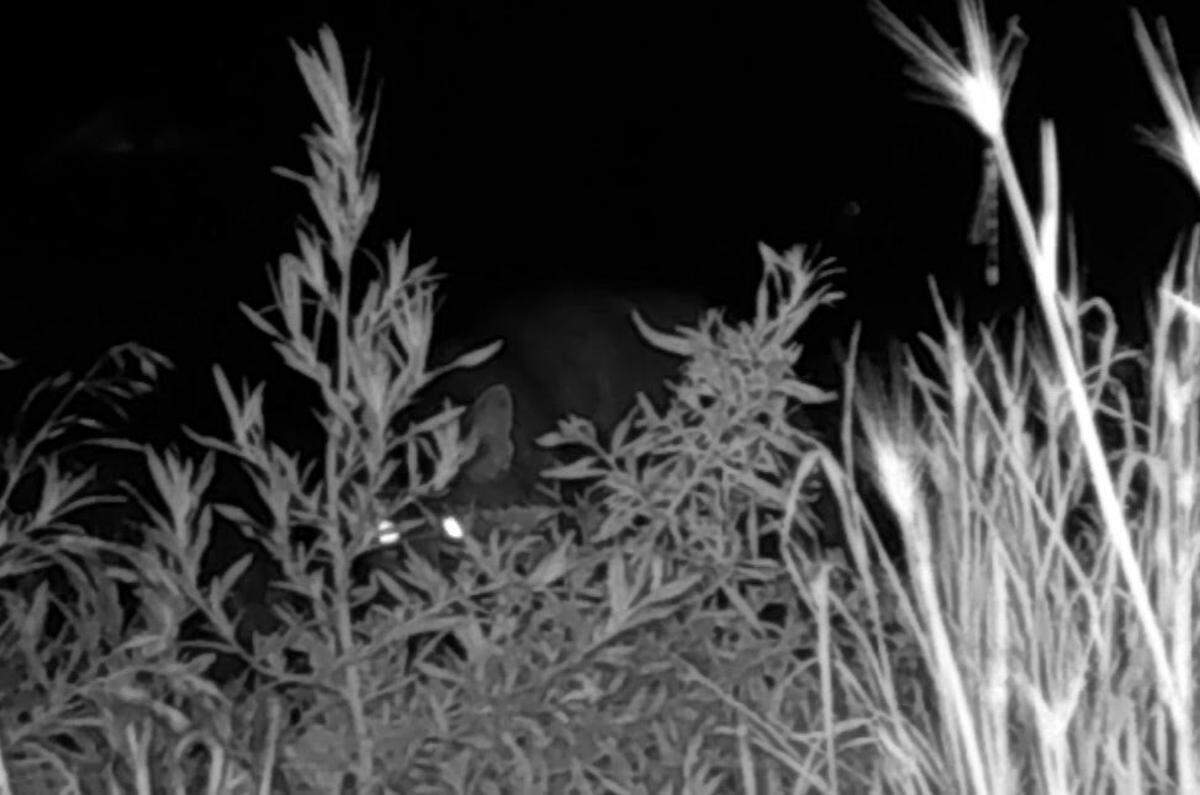 An image from a wildlife camera on July 29 shows what appears to be a cougar in West Richland on property near Bombing Range Road and Van Giesen Street.