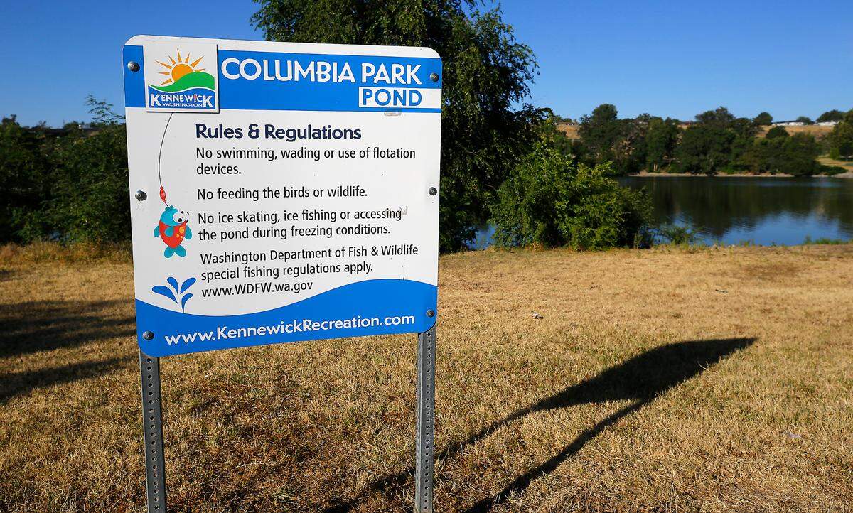 Toxic algae has been detected at the fishing pond at the east end of Columbia Park in Kennewick, posing a risk to dogs. No swimming is allowed at the pond for humans and dogs, and signs are posted with that restriction.