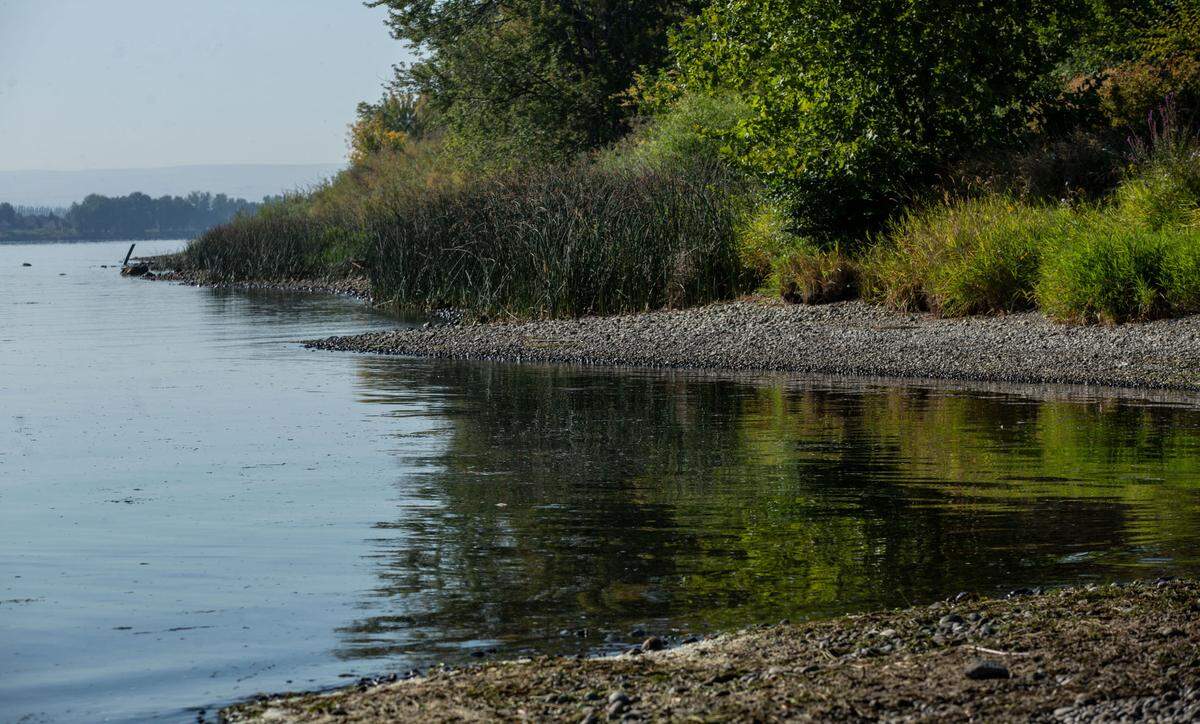 The rocky shoreline of the Columbia River can be seen near Leslie Groves Park in Richland.