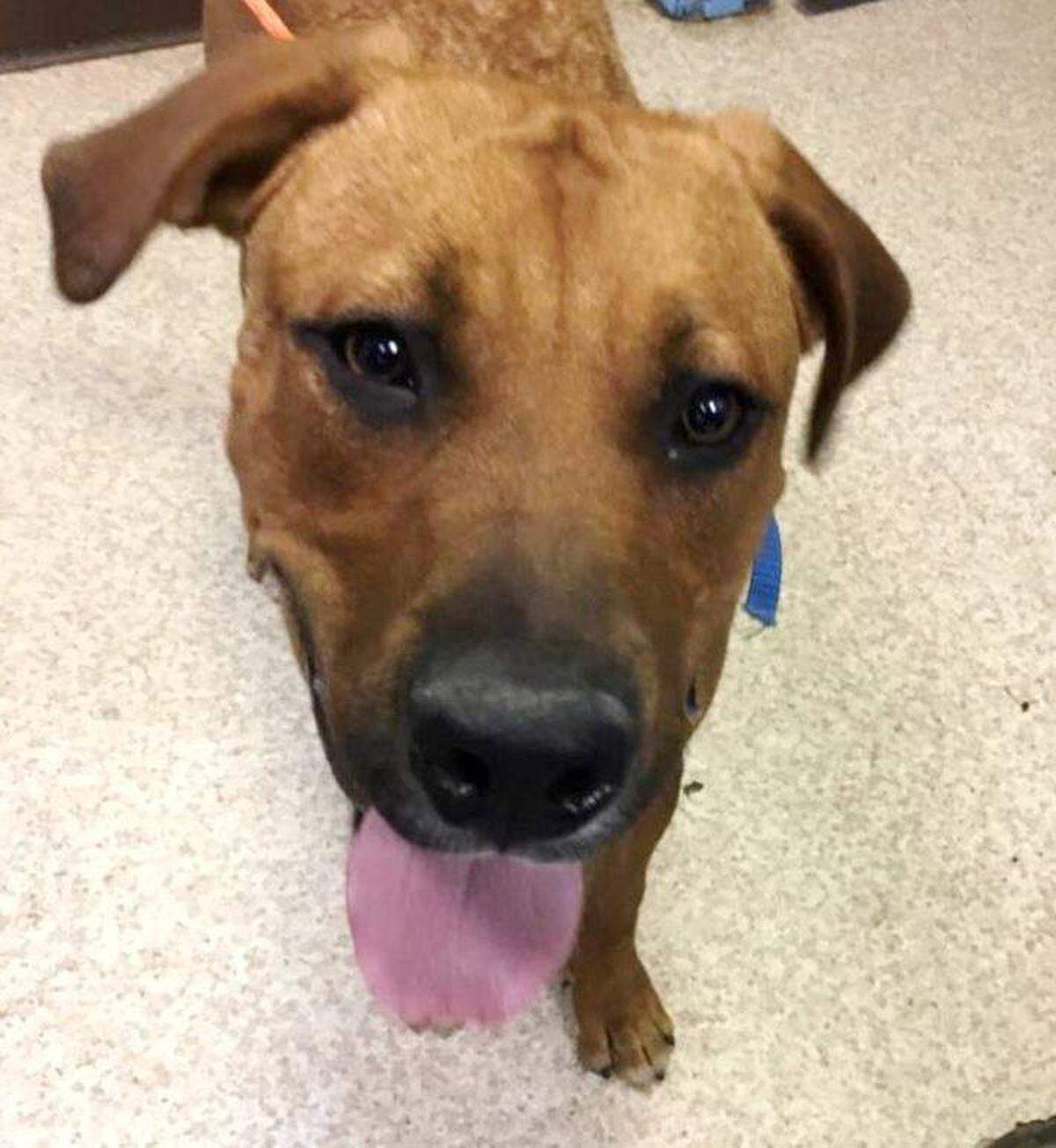 The Pasco owner of this mixed-breed dog is accused of repeatedly stomping and kicking it in the head. The dog has been taken to an animal shelter.