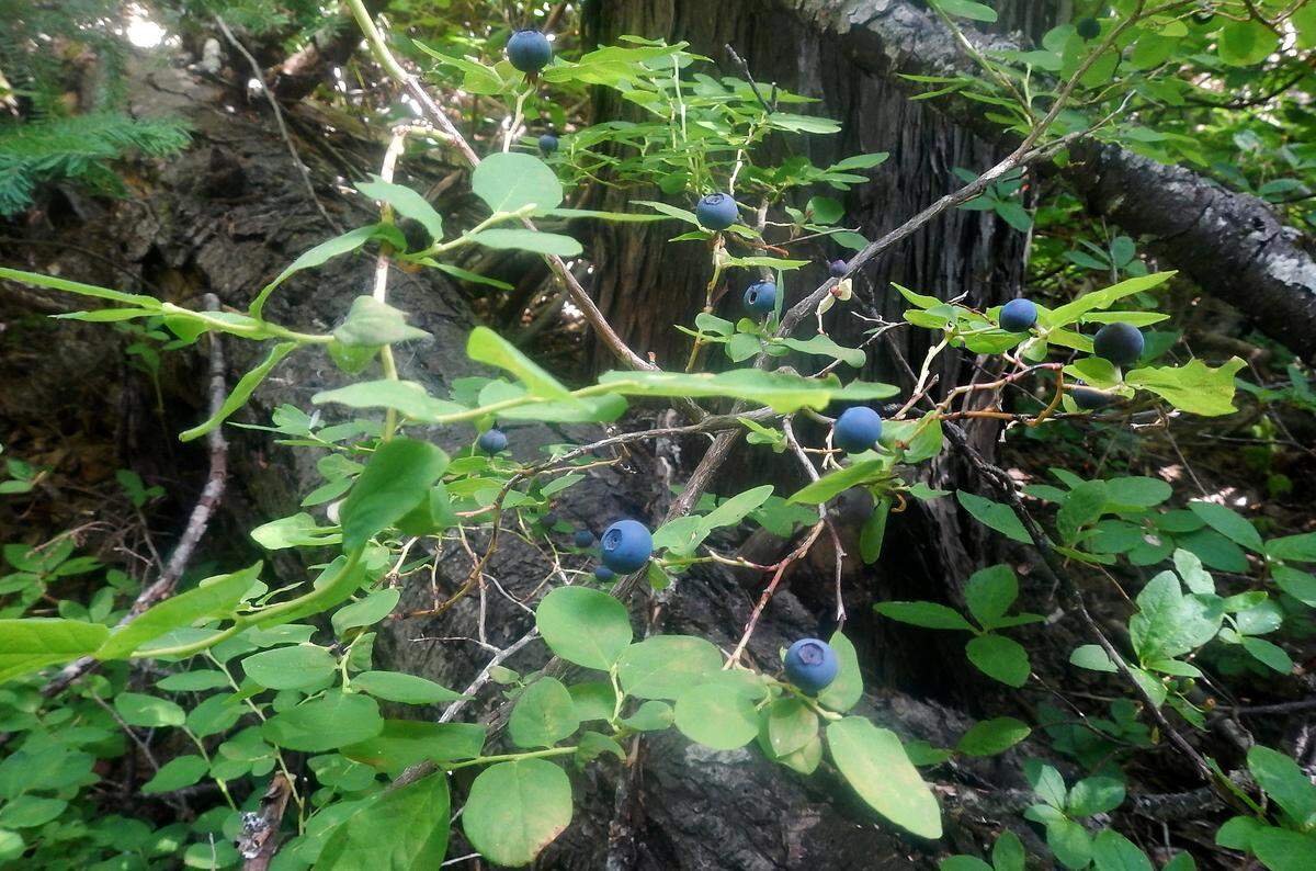 A handful of huckleberries gathered from a shaded trail near the Leech Lake campground make a culinary treat.