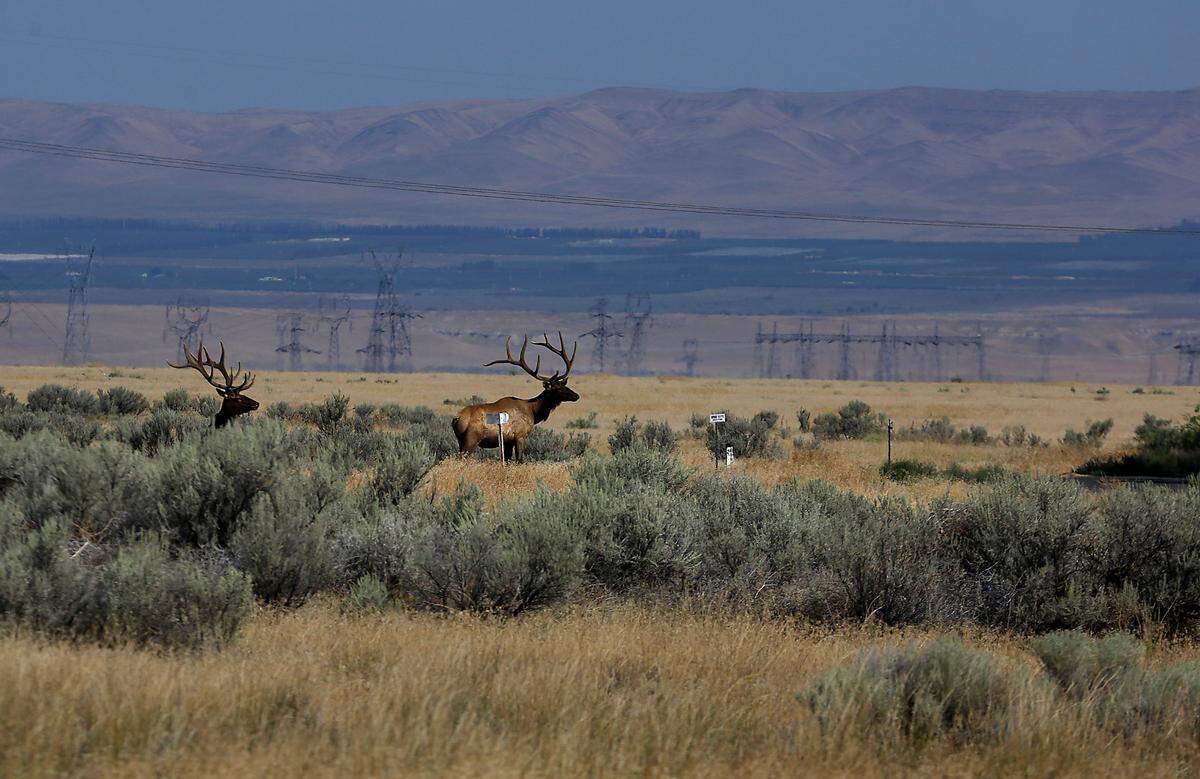 A pair of bull elk on the Hanford Nuclear Site near Richland, WA in August, 2022