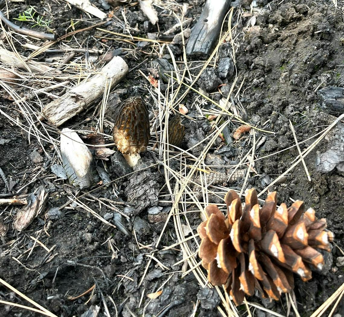 Sharp eyes were required to spot this pair of black morels against a background of charred soil.