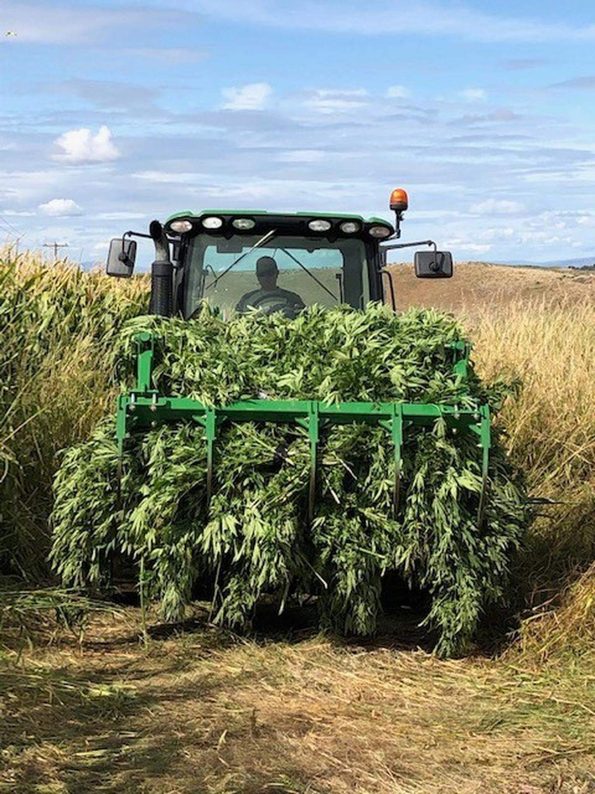 This year, some of the pot plants were found by farmers while others were discovered using a drone.