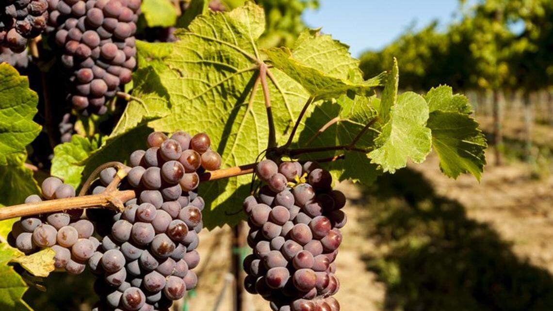 Why the Silicon Valley Bank failure is worrying the Washington wine industry