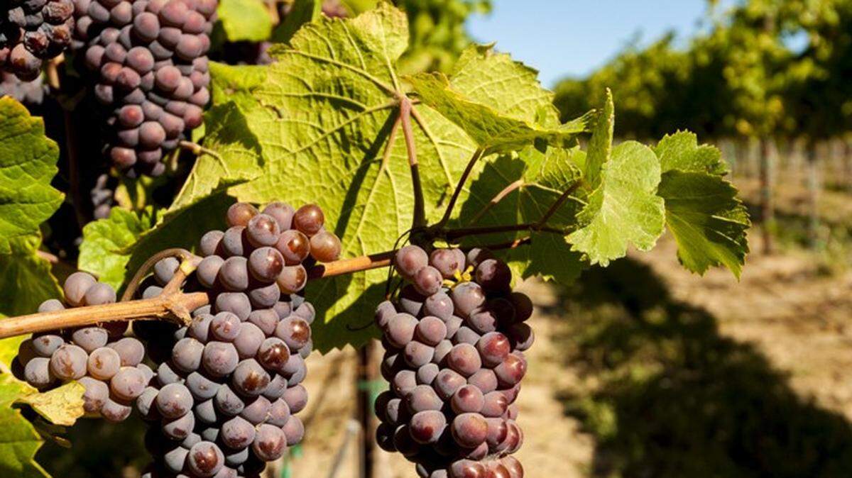 Silicon Valley Bank is known for its roots in the tech world but it has played a key role in the Washington wine industry.