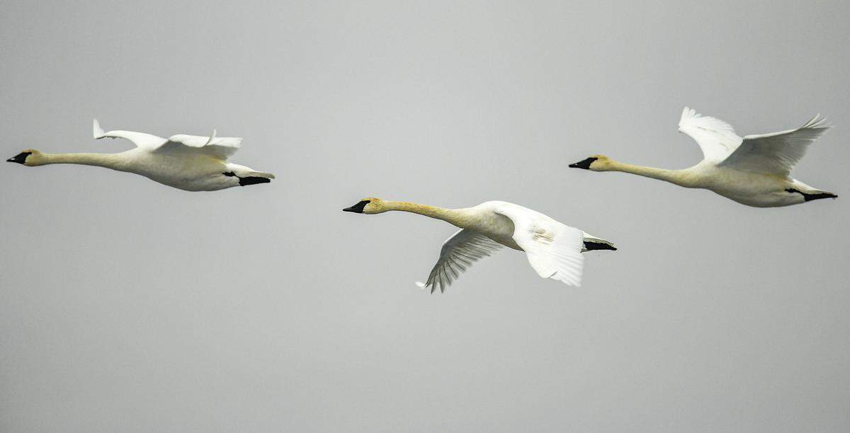 Tundra Swans flying overhead at the Burbank slough on the McNary National National Wildlife Refuge.