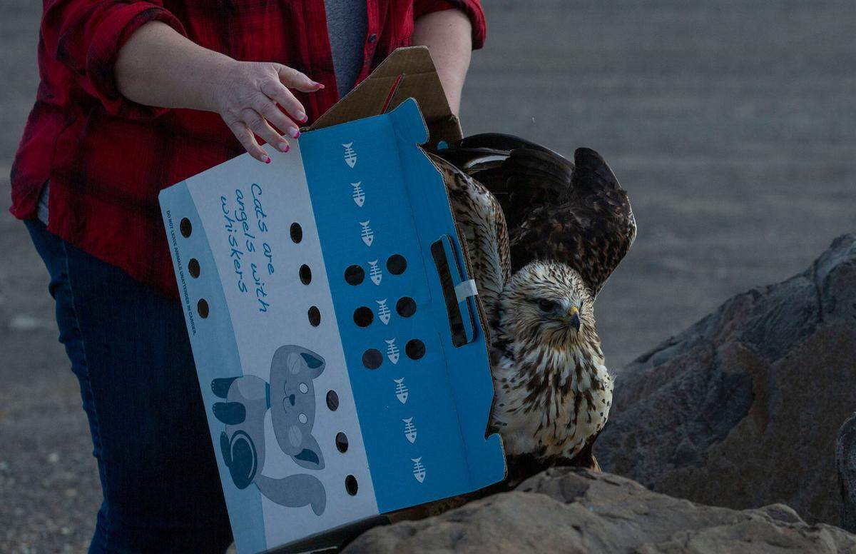 Michelle Rosenkranz, a volunteer with Blue Mountain Wildlife, releases a rough-legged hawk outside of St. Paul’s Catholic Church off of North Glade Road in Eltopia. The bird was rehabilitated after getting stuck in the grille of a semi truck in early January.