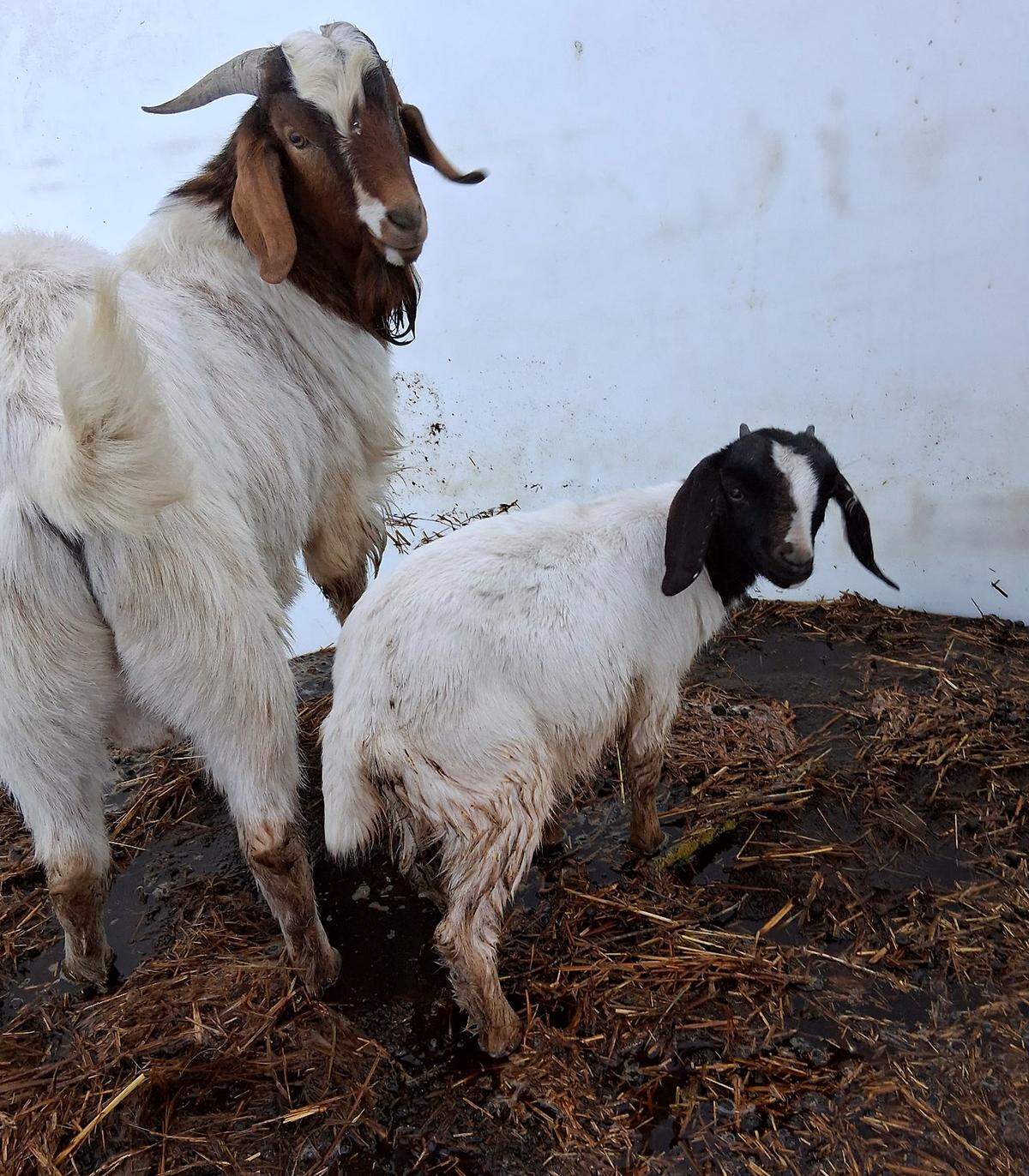 Members of Columbia Basin Dive Rescue teamed up with first responders from Benton County Fire District 2 to rescue goats that floated down the Yakima River in a modified tank during recent high water.