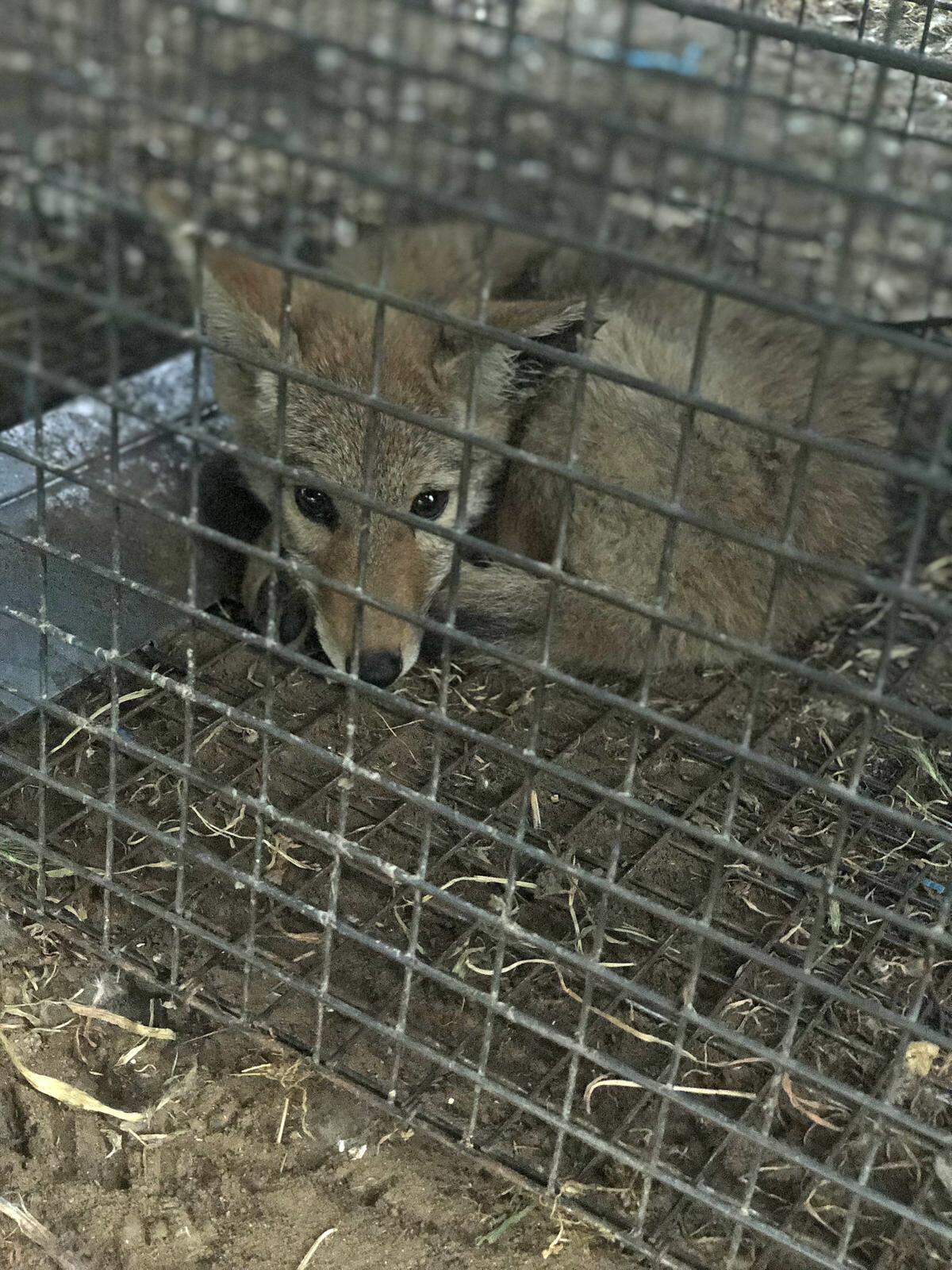 The coyote pup captured from a Kennewick home Monday is seen here Tuesday still in its cage on the trapper's property. The state Department of Fish & Wildlife later confirmed the trapper, Don Caraway, killed the coyote.