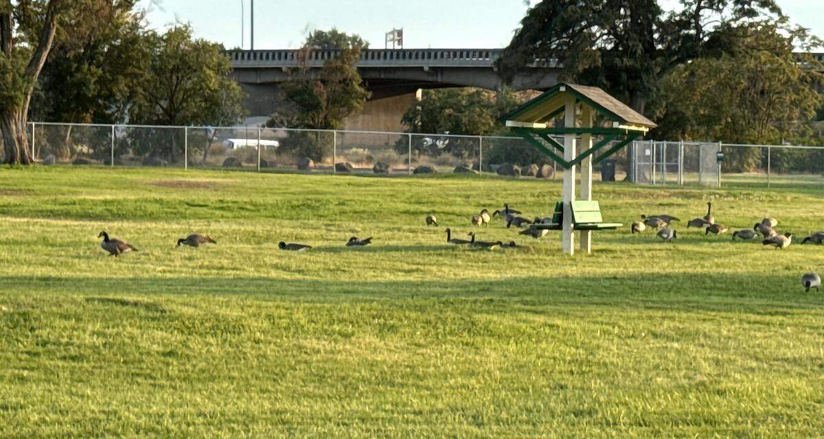 Canada geese eat grass and rest recently inside the fenced area of the new dog park at Columbia Park in Kennewick.