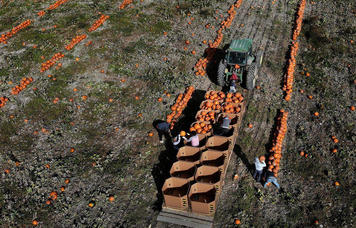 Farm workers load cardboard bins with carving pumpkins from the fields at Robert S. Cox Farms near Benton City, Wash. They expect to ship off nearly 300,000 pumpkins this year to Washington, Oregon, Idaho, Montana and Alaska.